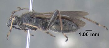 Media type: image;   Entomology 619227 Aspect: habitus lateral view